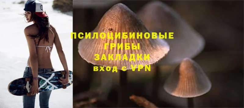 где купить   Иннополис  Галлюциногенные грибы Psilocybine cubensis 